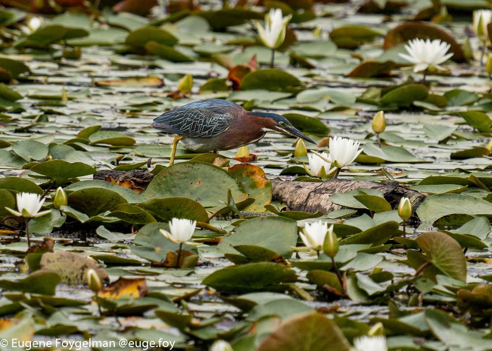 A Green Heron hunting for fish amongst white Water Lilies.