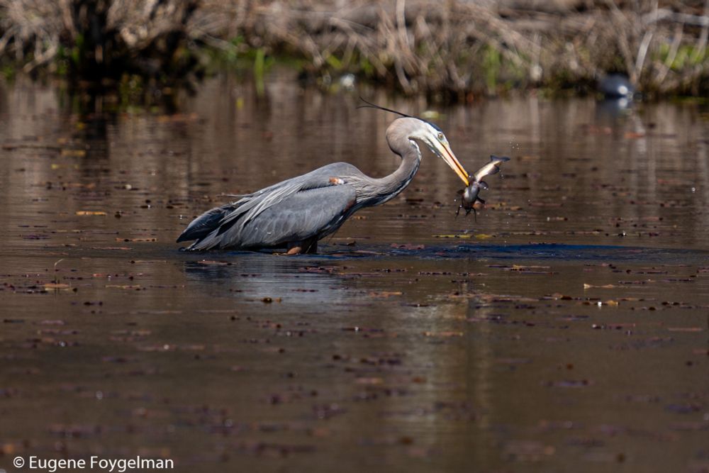 Great Blue Heron sparing a fish with its long beak. 