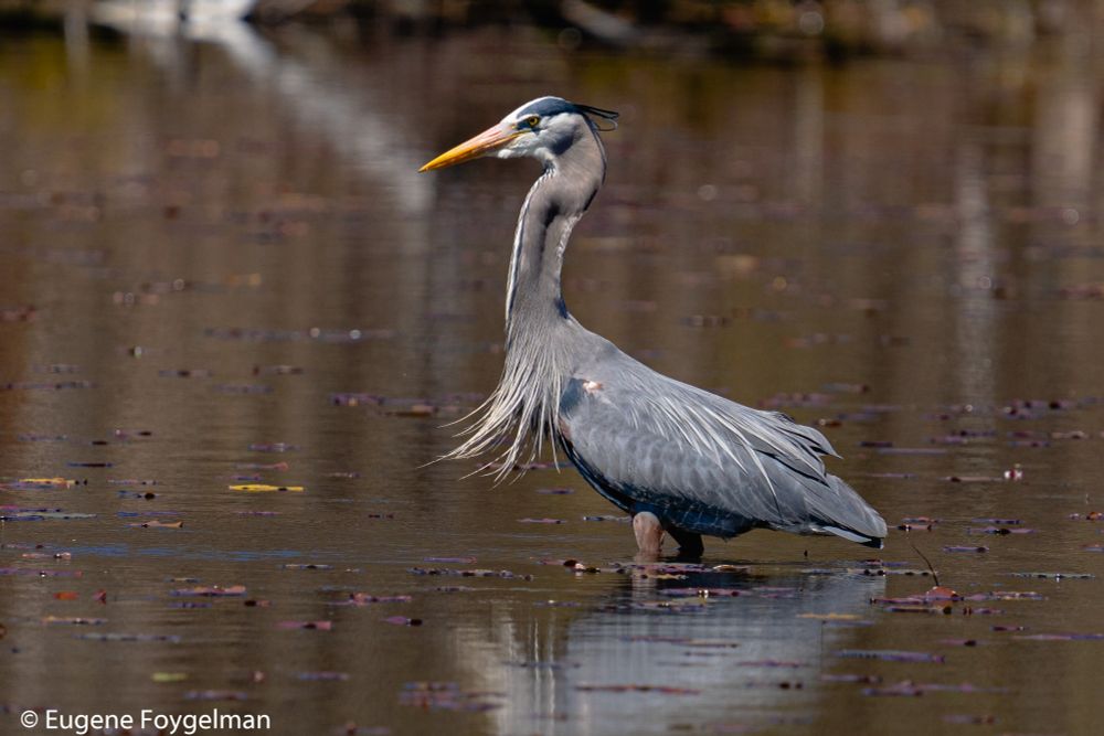Great Blue Heron striking a pose with a whole fish down it's throat. 