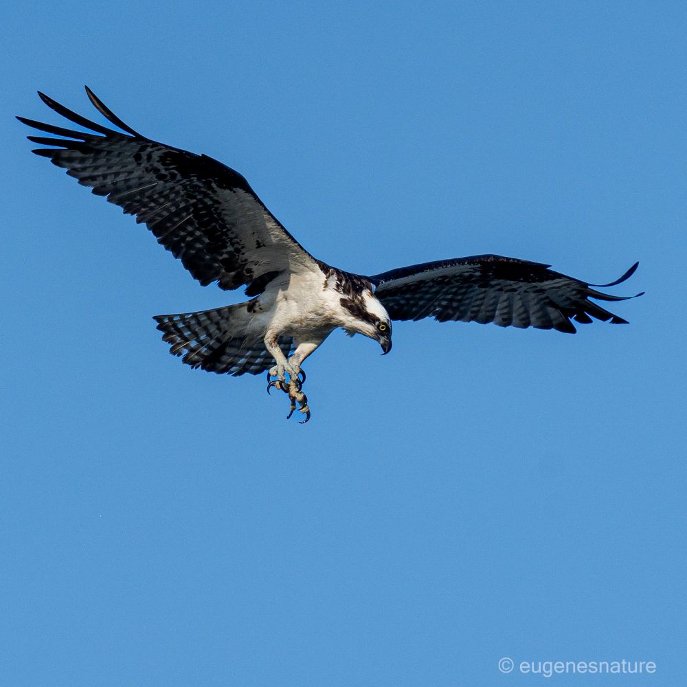 An Spray hovering in the wind, staring deep into the sea. Eyes focused, wings spread, and talons out. 
