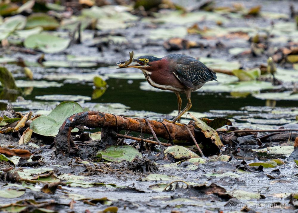 Green Heron standing on a rusty piece of metal in the middle of a pond, catching a fish with its beak. 