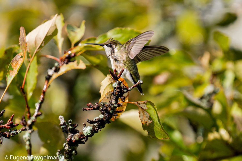 A Ruby-throated Humming bird sitting on a branch, flapping her wings, and using her left claw to scratch an itch behind the eye. 