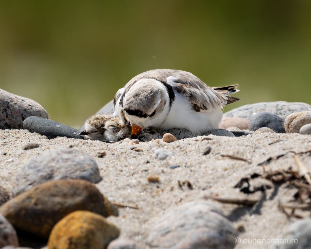A Piping Plover parent controlling it's two kids. Two unhatched eggs are visible as well. 