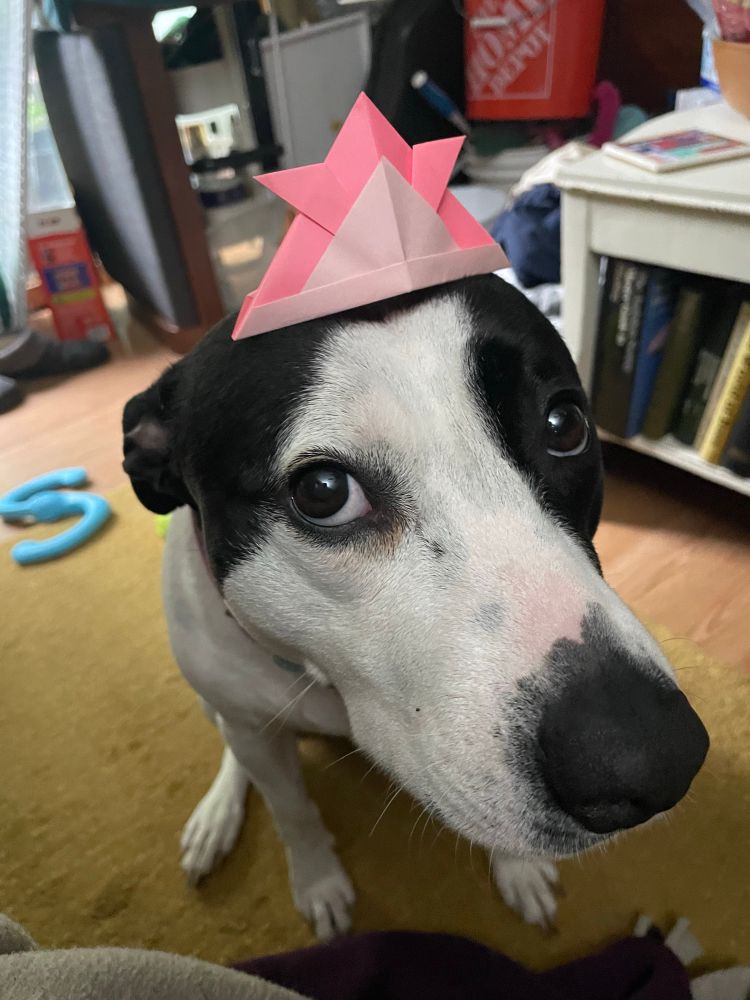 Black and white short-hair dog with a pink origami hat
