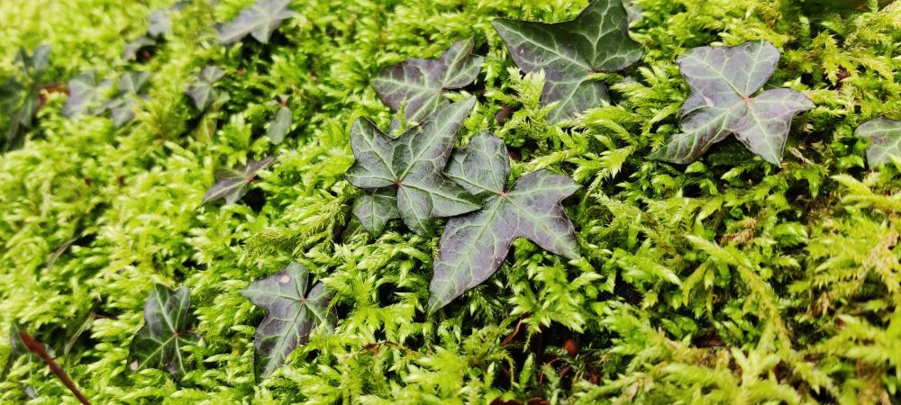 Photo of moss and ivy leaves