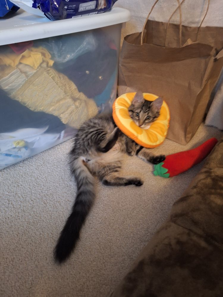 Photo of the same kitten in the dame orange donut on her back from a different angle, her back legs up to kick the donut off, her chili pepper on thr floor nearby. 