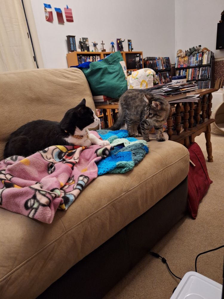 The tuxedo cat is still laying on thr blankets but his head is up and he is looking directly at the kitten, who is standing to the right of him, looking back. 