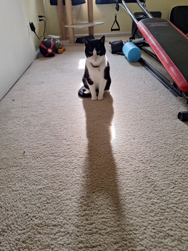 Photo of a tuxedo cat on beige carpet. His shadow stretches out befit him, making him look tiny. 