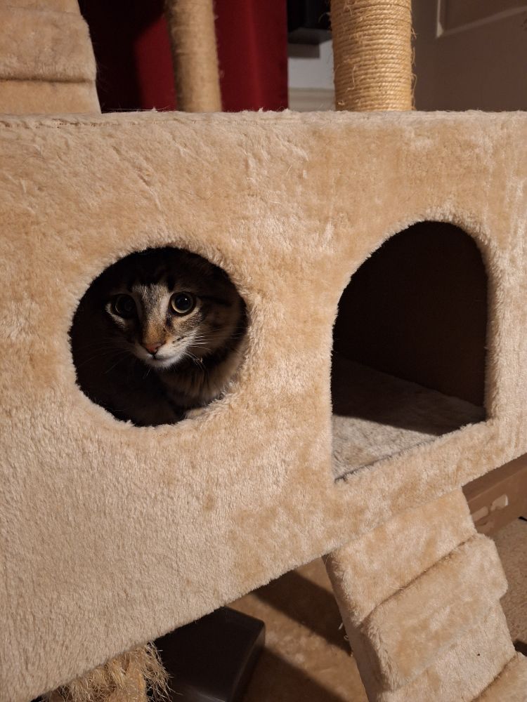 Photo of the kitten peeking out of the window from inside the cave.