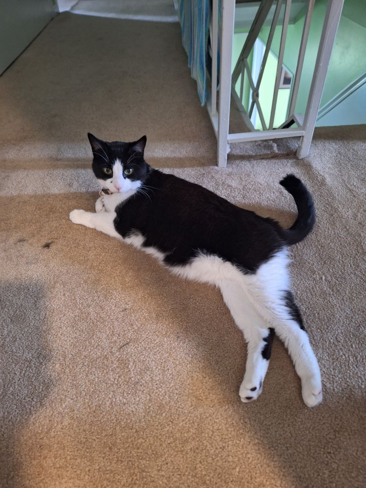 Photo of a tuxedo cat sprawling or in a beige carpet near some white wrought iron railings looking nonchalant. 