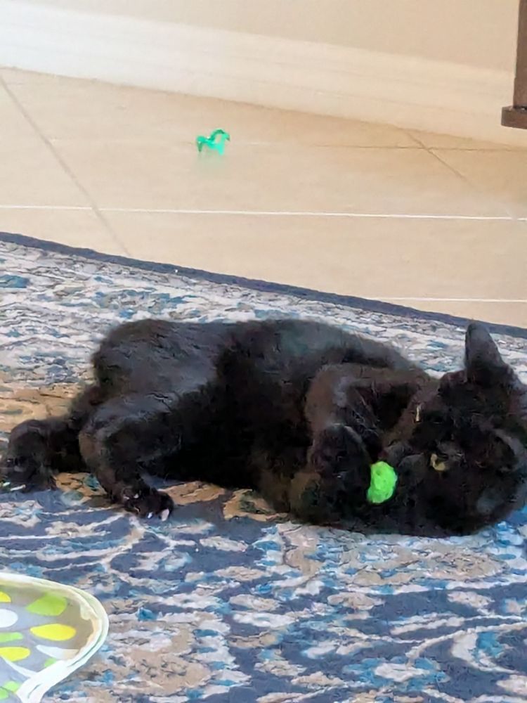 A black cat named Coda playing with a lime green ball on a blue carpet 