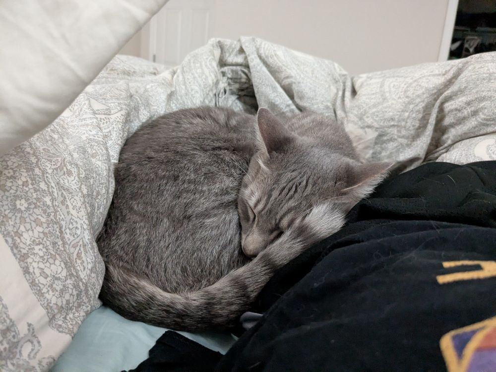 A gray cat looking very cute curled up sleeping on a human bed next to a clothed human body.