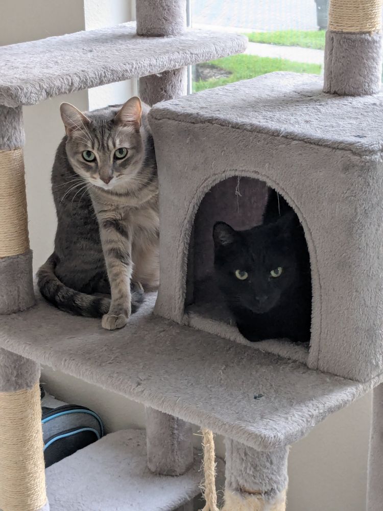 A gray cat named Stitch and a black cat named Coda are hanging out on a gray cat tree condo by a window.