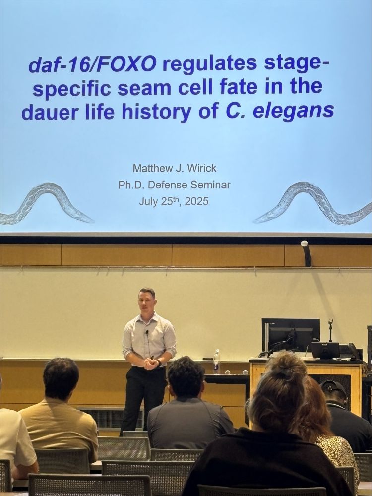 A man on a stage in front of a title slide. Photo taken from a distance in the audience, so the backs of some heads are seen. Text on the slide “daf-16/FOXO regulates stage -specific seam cell fate in the dauer life history of Caenorhabditis elegans. Matthew J. Wirick, PhD defense seminar, July 25 2025”