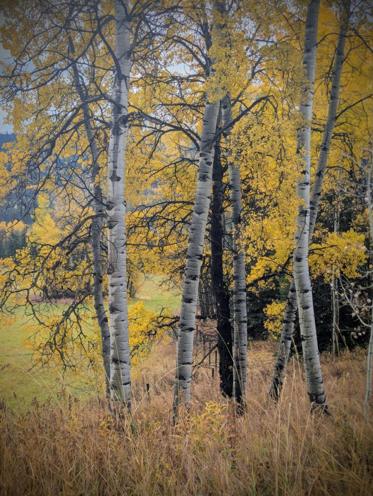 Standing Aspen trees in fall colours. 