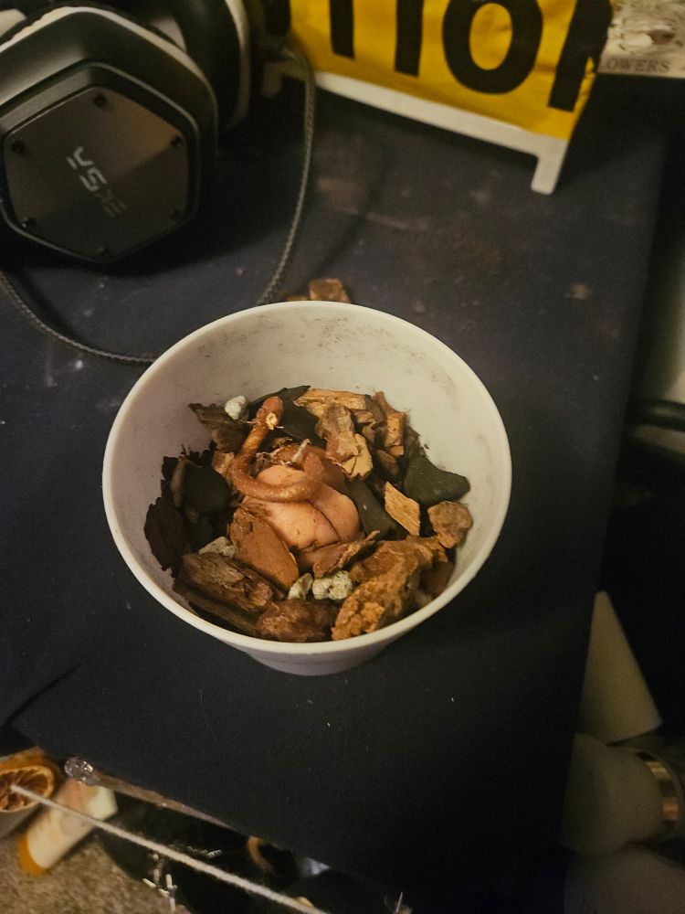 one avocado seed in a small pot