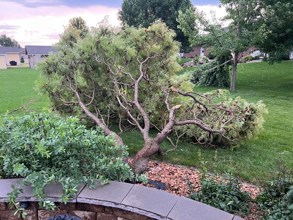 Picture of two downed trees, a sumac and maple, in a backyard. 