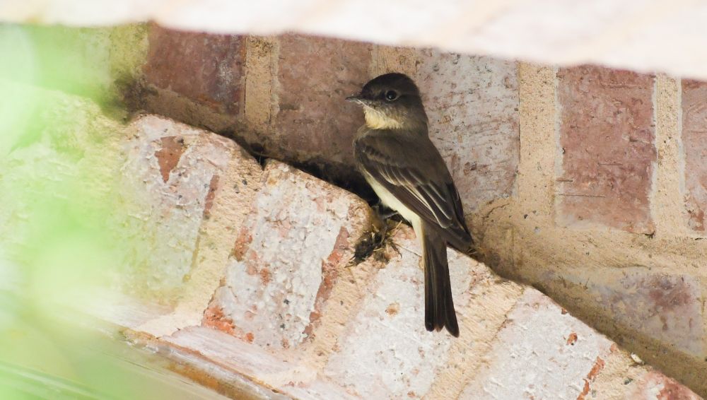Small bird with grey-brown back and hint of soft yellow belly beginning a next on a brick archway over the door to a house. 