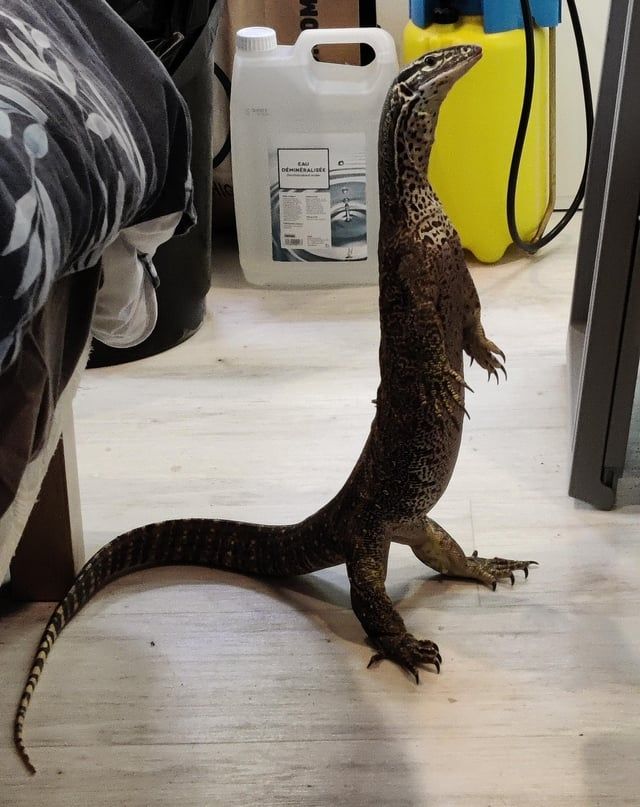 A monitor lizard standing on two legs in someone's bedroom