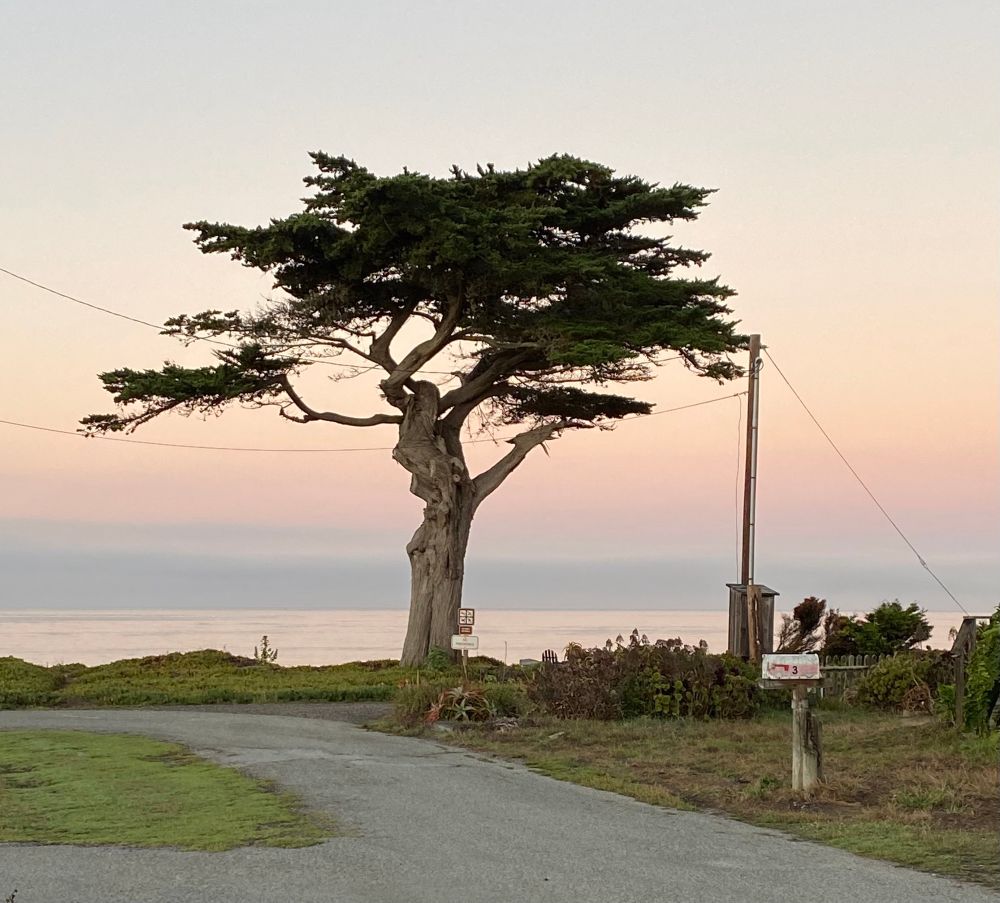 A cypress tree at the end of a road, with with ocean and a pink morning sky behind 