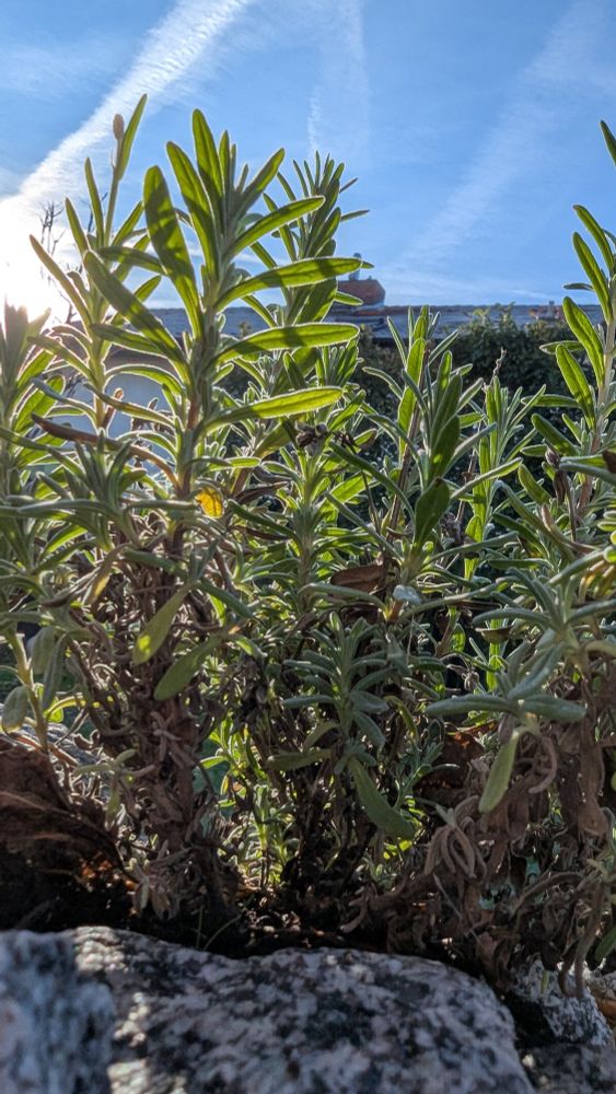 Lavendelpflanze im Sonnenlicht.