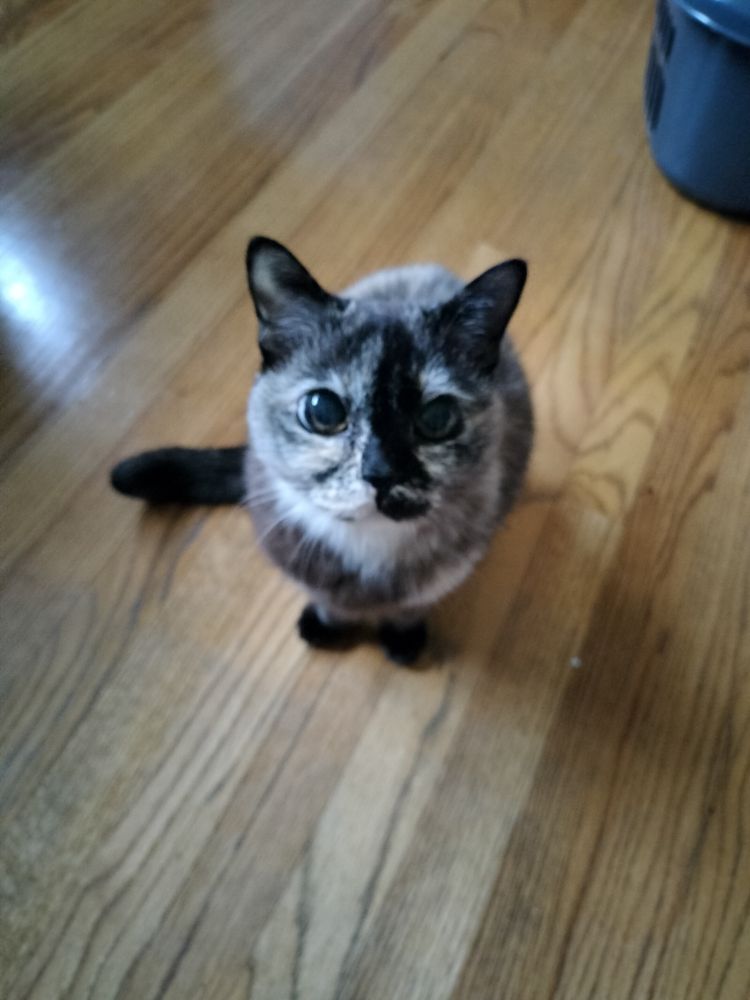 A brown tortoiseshell cat sitting on the floor looking up at the camera with big, deceptively innocent eyes