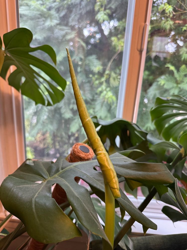 A monstera plant with a new and still closed leaf that has not unfurled yet. A window is in the background of the picture.