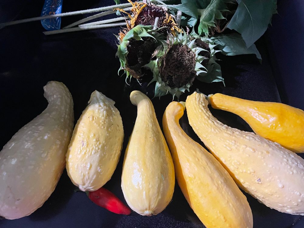 Summer squash, sunflower seeds and one hottie pepper…:) 