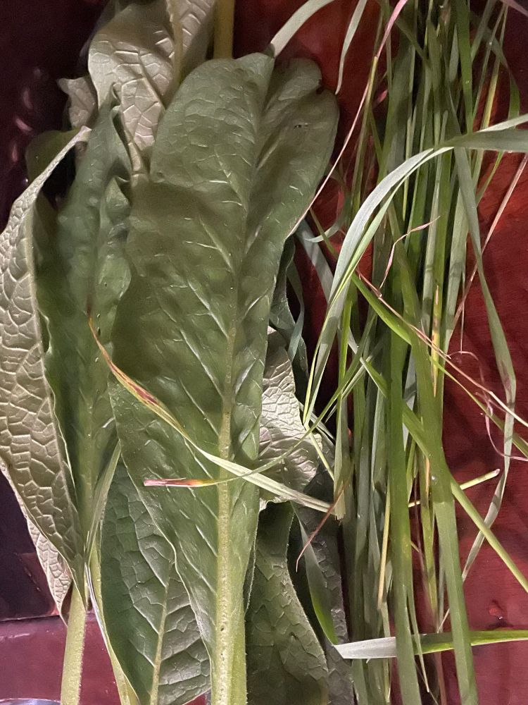 Comfrey and vanilla grass