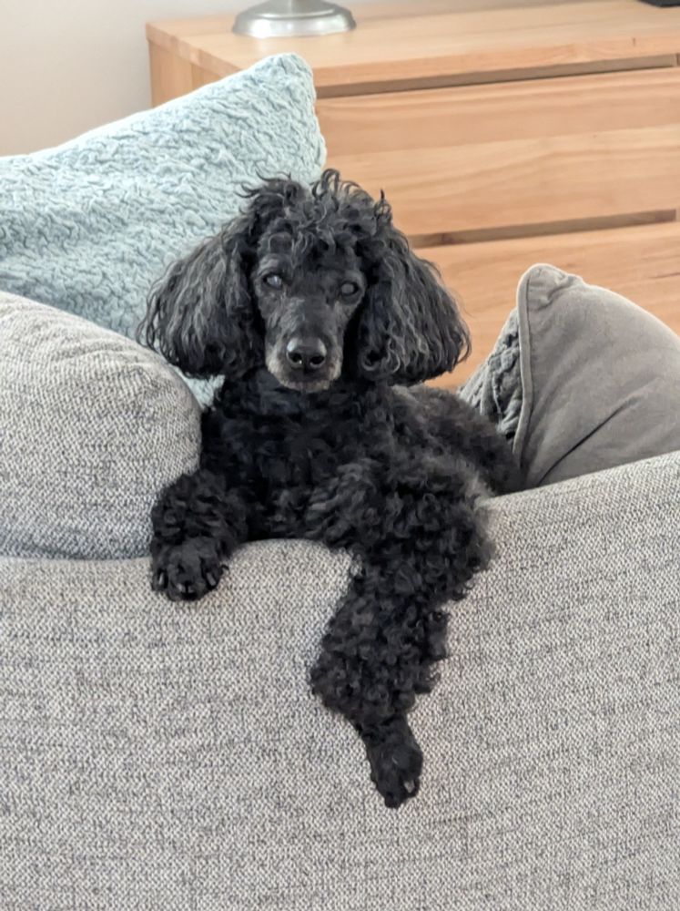A black miniature poodle sits backwards on the armrest of a light grey armchair. One leg dangles over the edge.