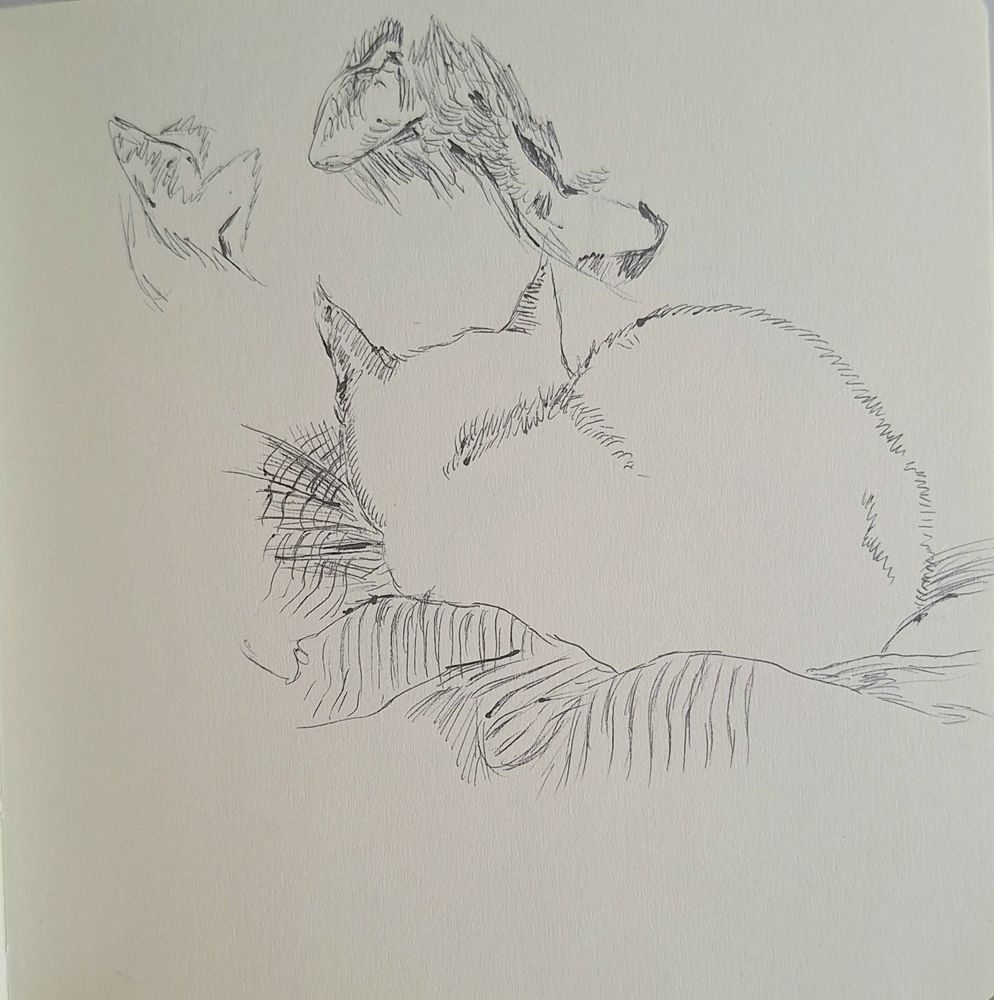 Pen sketches of cats, main drawing is unfinished linework, black pen on paper