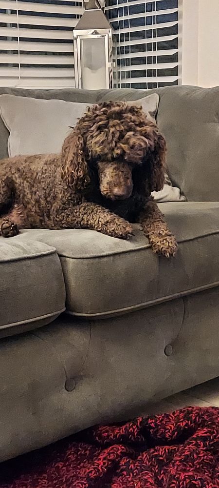 A sleepy brown poodle on a grey sofa. Very cute.