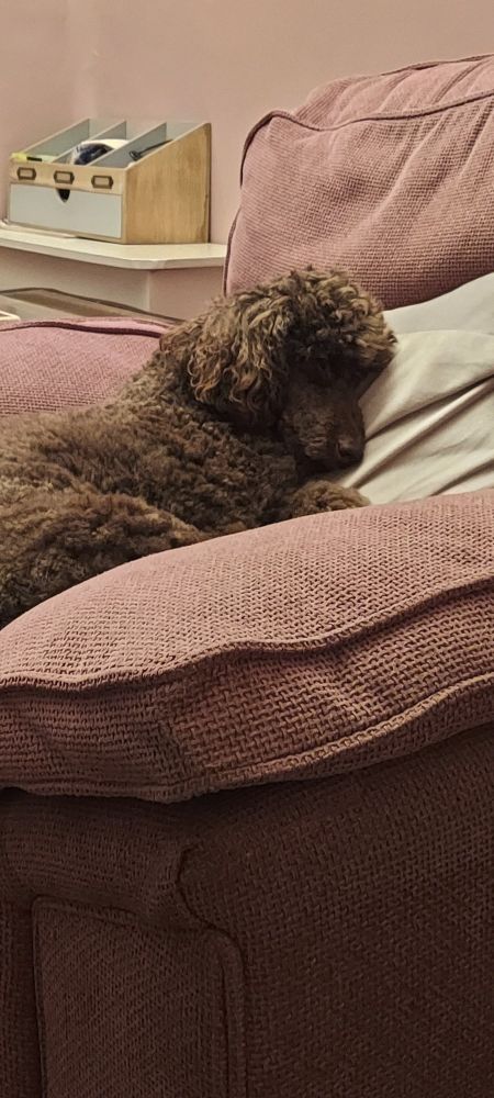 A fluffy brown dog sleeps with his head on a grey cushion on a pink chair. 