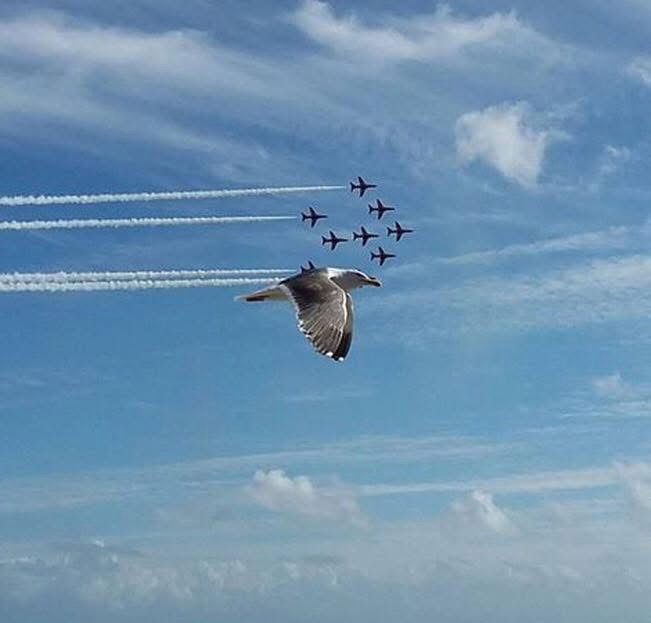 A determined looking seagull, flying in perfect formation with a group of display aircraft. 