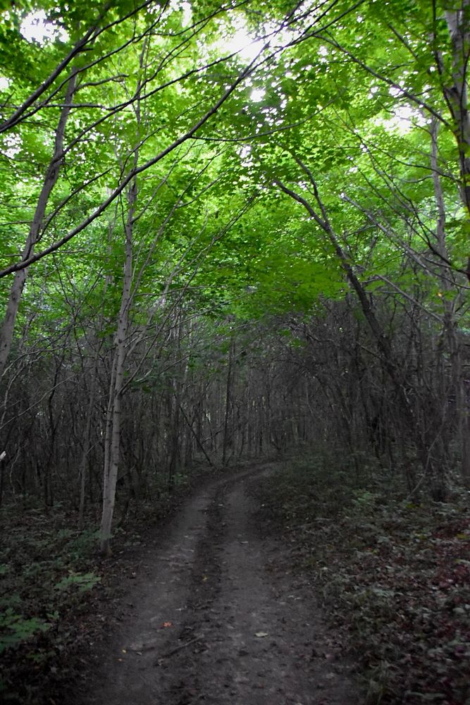Looking down a path through the woods, there is a canopy of bright green leaves overhead. 