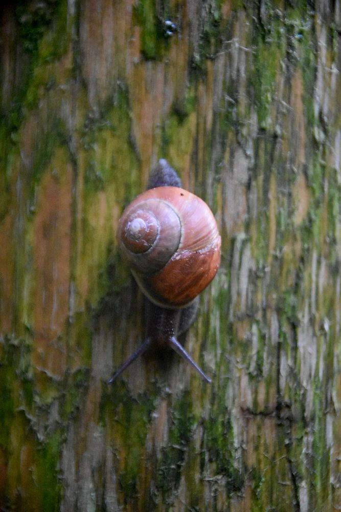 A snail making its way down the side of a moss covered tree.  Close up of the snail. 