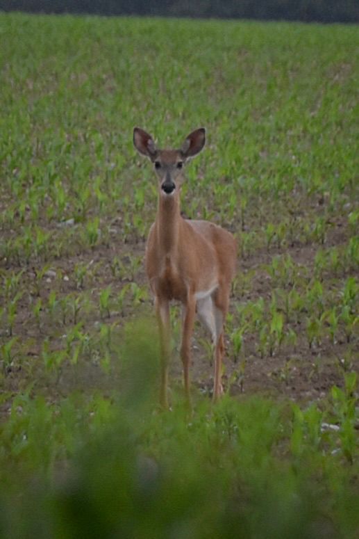 A young deer stands in a newly planted corn field.  It’s looking straight at the camera.