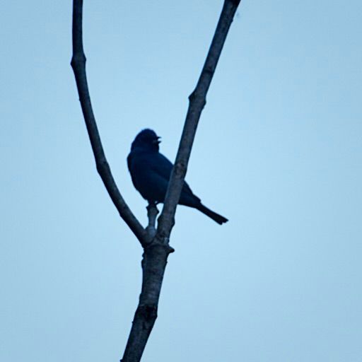 A Blue Indigo Bunting sitting on a branch.  Its beak is open. 