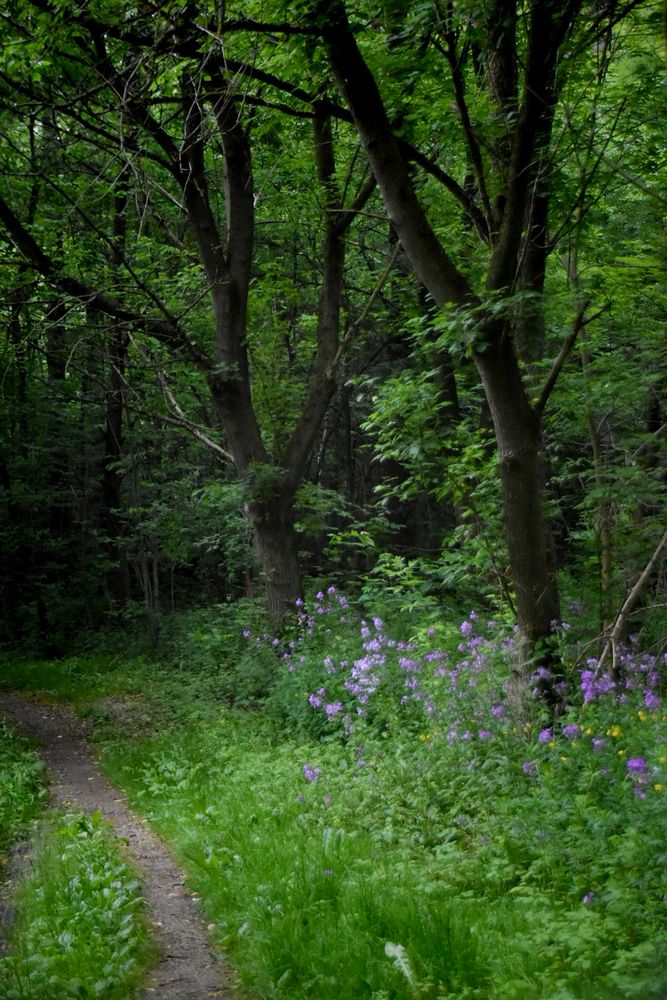 A path through the grass, there are lush looking trees on the right and purple flowers under the trees. 