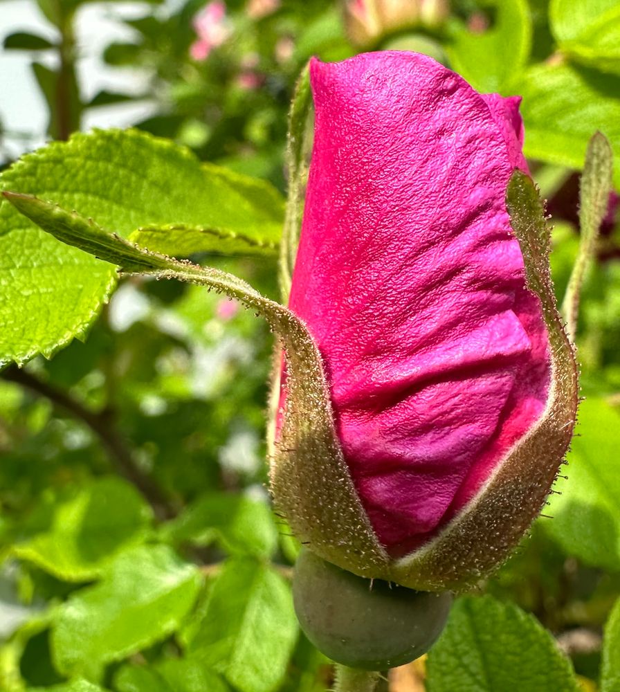 A pink flower bud, about to open. Close up photo. 