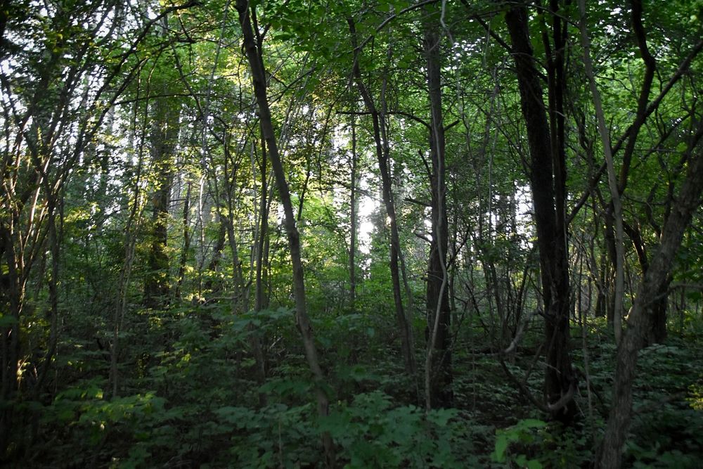 A densely wooded area.  The sun is behind the trees and is shining through 