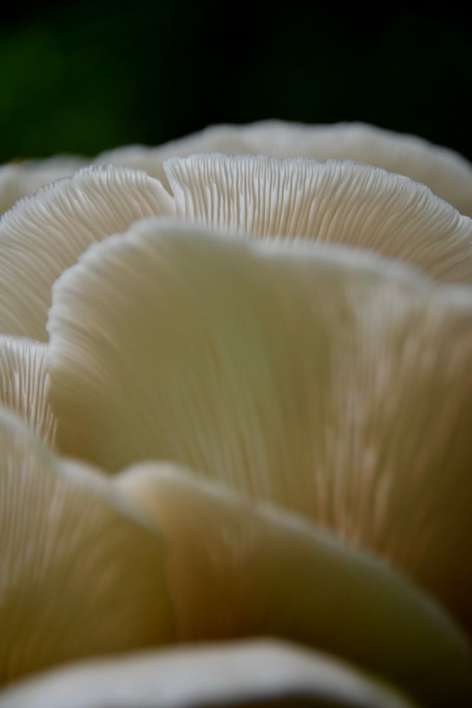 Photo of mushroom gills from below. Close up 