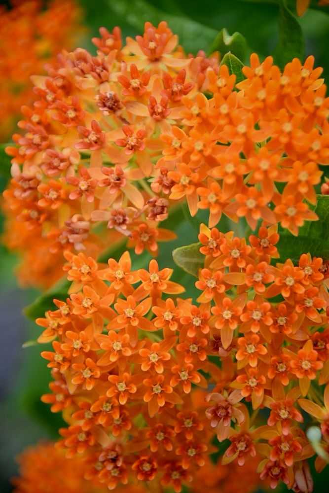 Bright orange tiny flowers bunched together.  Orange variety of butterfly milkweed. 