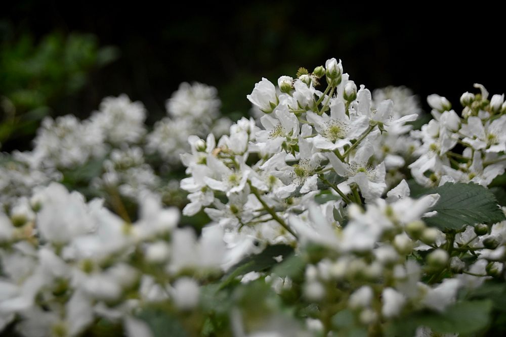 White blooms (multi-flora rose I think), with a dark background. 