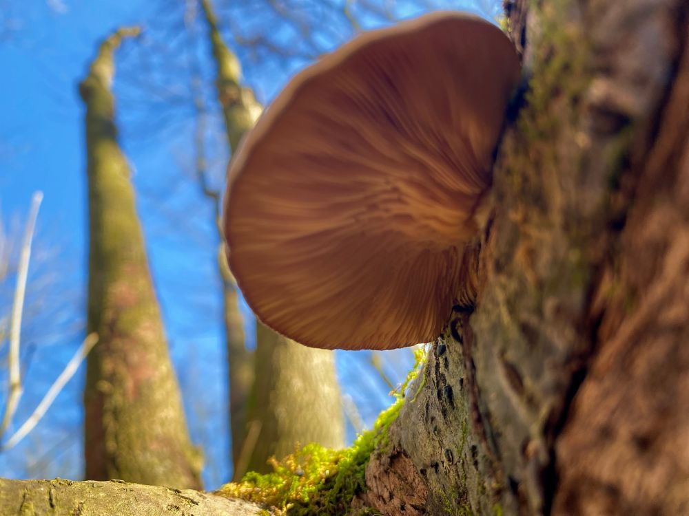 Looking at the bottom side of a mushroom growing out of a stump.  There are blurred trees in the background and blue sky. 