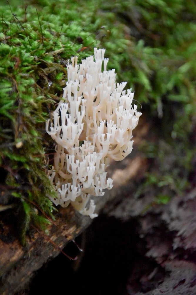 Coral mushrooms growing out of a log