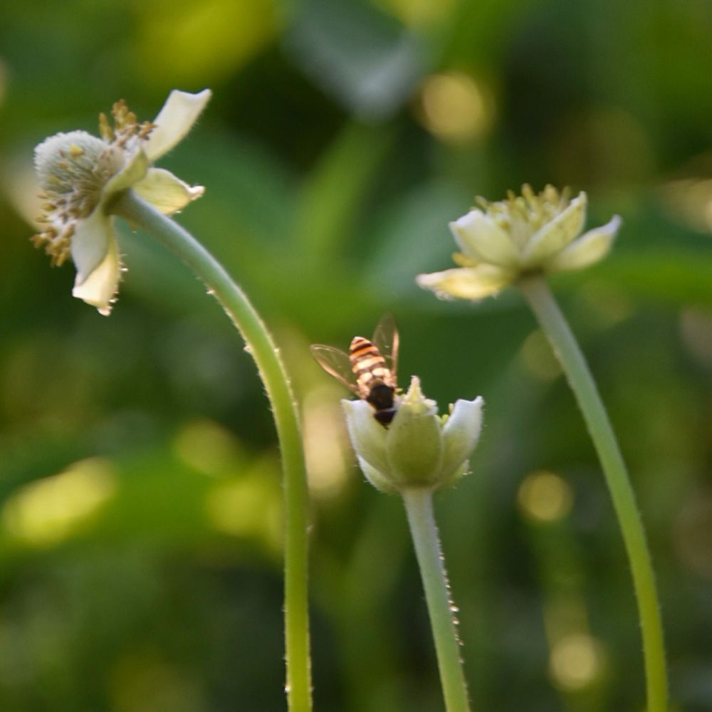 Three white flowers.  There is a bee (I think it’s a bee) facing downward in the middle flower. 