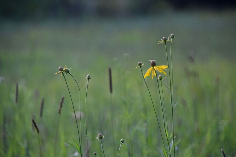 A faded field, with a few stems of black eyed Susan flowers in the foreground 