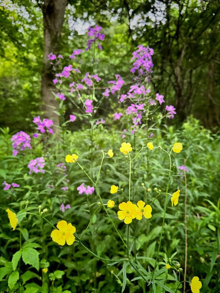 Purple phlox flowers and yellow buttercups in the woods. A close up of the flowers. 
