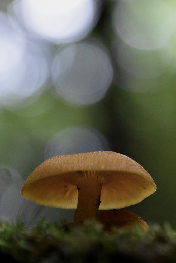 A view of an orange mushroom from below.  It’s surrounded by moss and the background is blurred. 